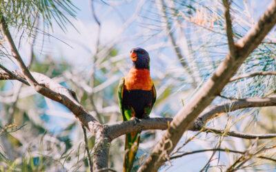 photo of a Loriket bird sitting in the branches of a Austraian native tree