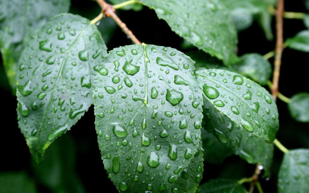 How to Prepare Your Garden for a Wet Summer
